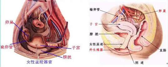 子宫卵巢早衰若是全切吃什么补得快?