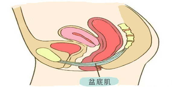 女性盆底是由肌肉,筋膜,韧带及神经血管构成复杂的盆_圈子-新氧美容