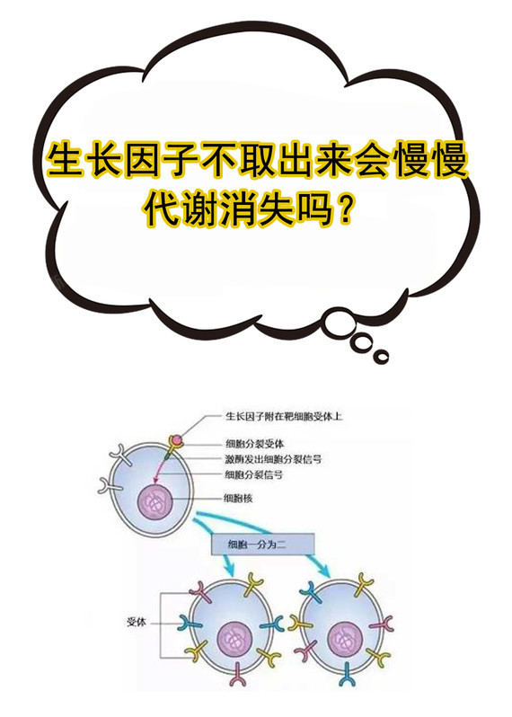 【生长因子不取出来会慢慢代谢消失吗?