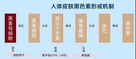 福利第二弹|素颜白三个度,英诺·去黑小棕瓶是怎么做到的?