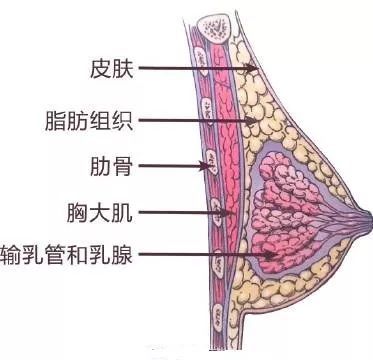 简直不能忍 为什么瘦身会先瘦胸 一个女孩子在减肥 圈子 新氧美容整形