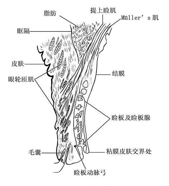 眼泡的形成原因从分层解剖来看,眼睑从浅至深分别是皮肤,皮下组织,眼
