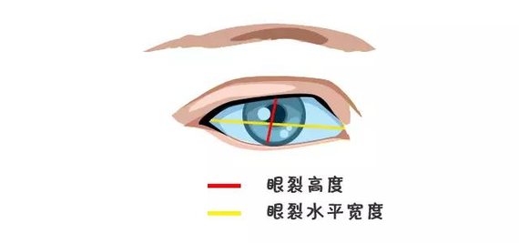 人的眼球大小在6-8岁之后就基本不发生变化 大小跟成人差不多.