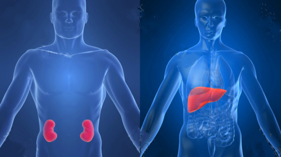 肝和肾的位置图片图片