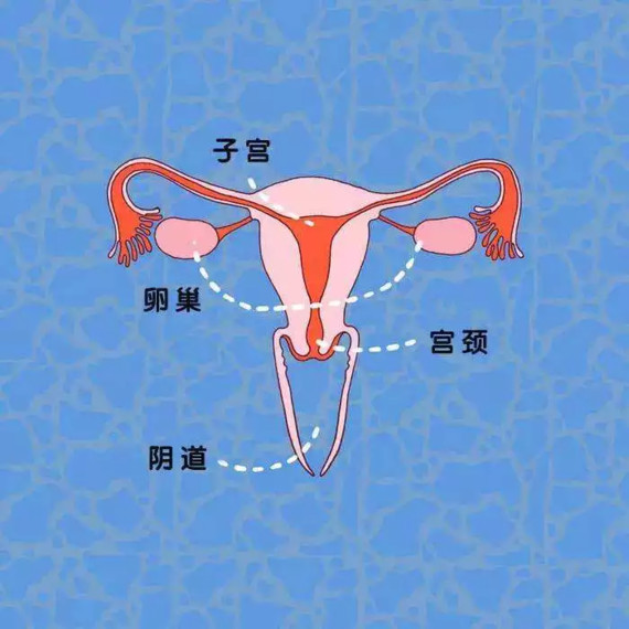 私密人体下面图片