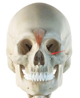 章子怡也是下方眼眶骨凹陷,但是视觉上比朴信惠严重很多.