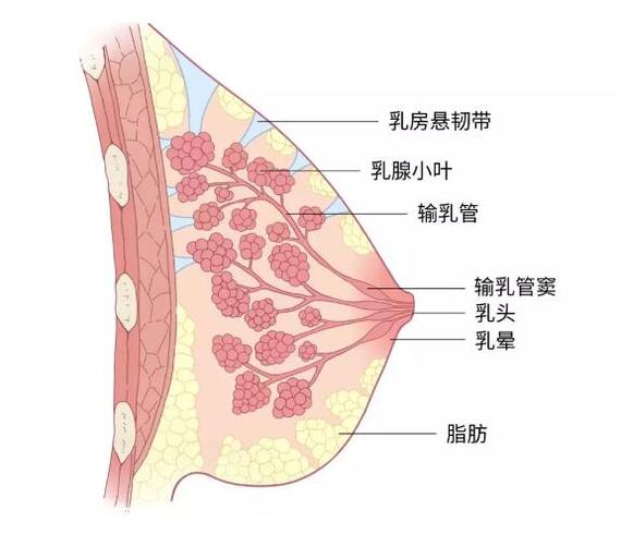 怀孕过程中,子宫由一个梨的大小长到如同西瓜一般大.