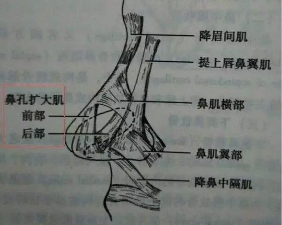 鼻翼扩张肌图片