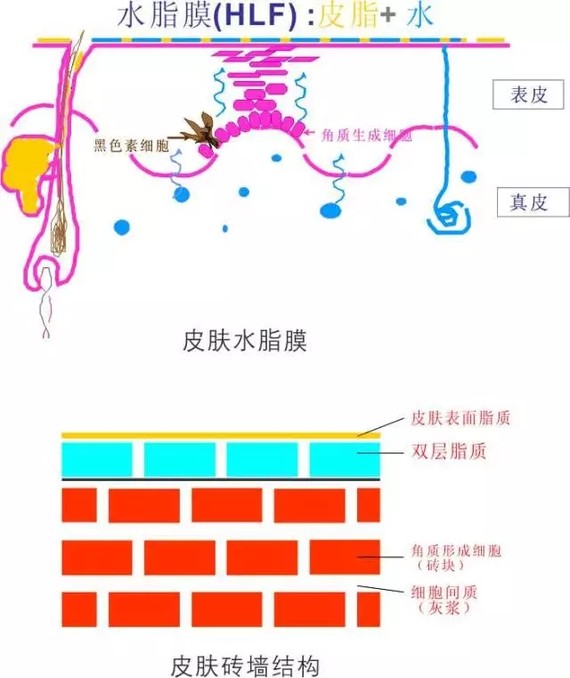 的角质层细胞和细胞之间通过脂质和天然保湿因子共同组成砖墙样结构