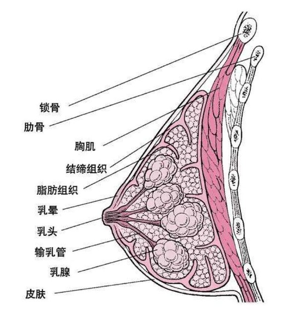 正常來講呢,因為女性胸部中大多是脂肪和乳腺組織嘛,流動感是很強的