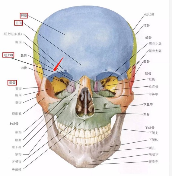 眉棱骨位置示意图图片