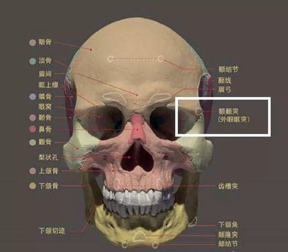 颧骨在脸部什么位置图片