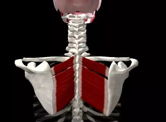 虽然大小菱形肌是一起进退的工作状态,但也会因为我们生活中的不良