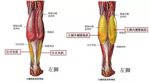 对腓肠肌内侧头神经进行阻断(不是切断,为了方便以后恢复功能医生采取