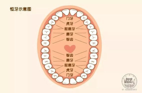 另一副就是長大後會伴隨我們一生的 恆牙,一共有32顆(包括4顆智齒),比