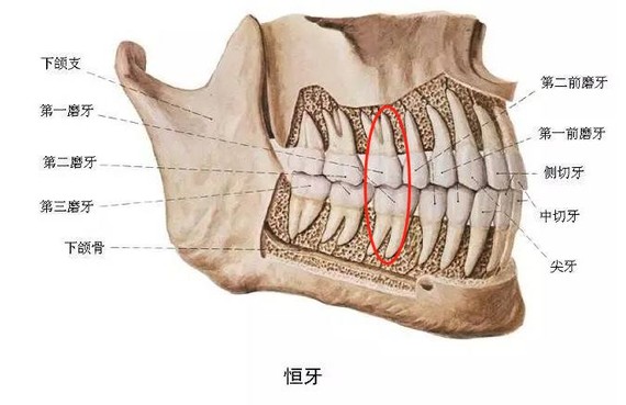 羊的牙齿结构图图片