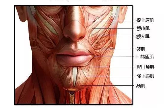 4唇部的肌肉解剖∨3上下唇的解剖层次∨2唇部的动脉解剖∨1