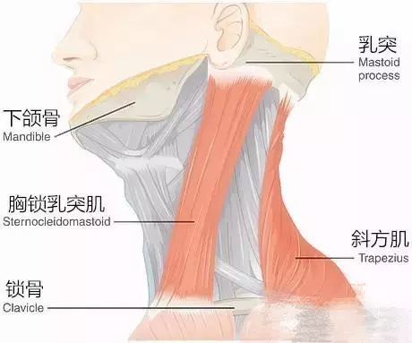 胸锁乳突肌位置图片