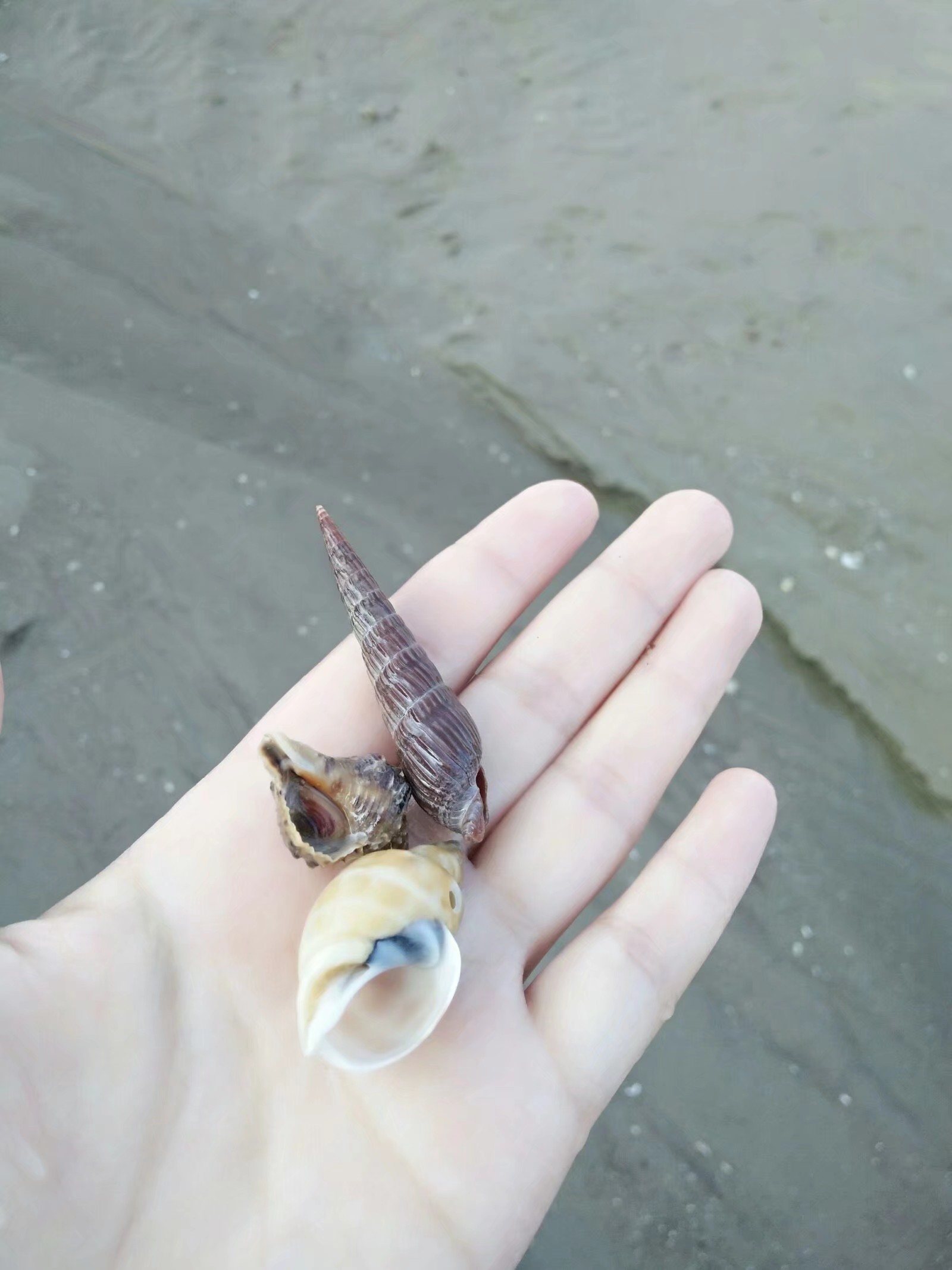 可爱的小海螺