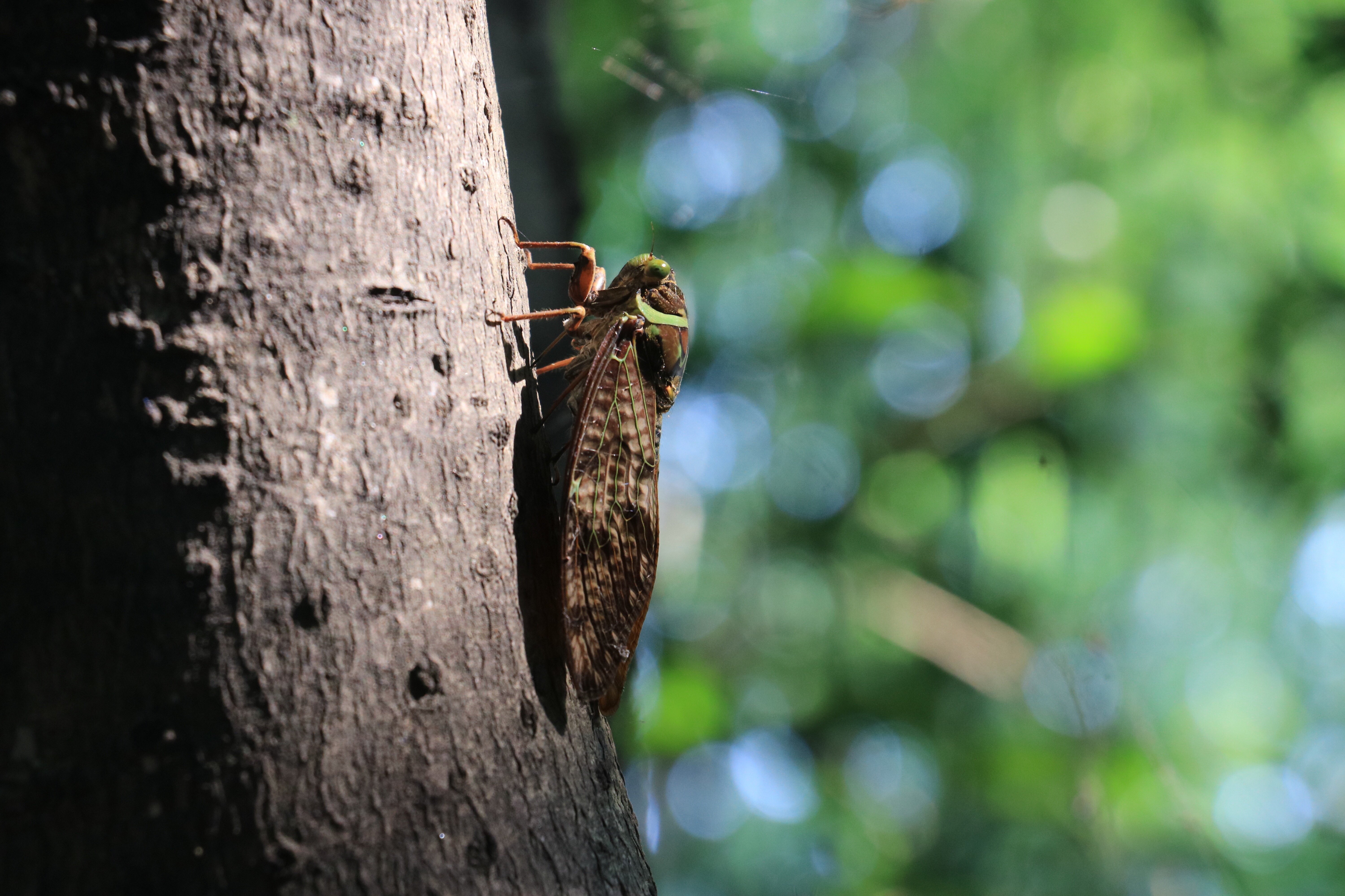 你的美物日记#是夏天的蝉啊～蝉鸣的夏季我想遇见你_圈子-新氧美容