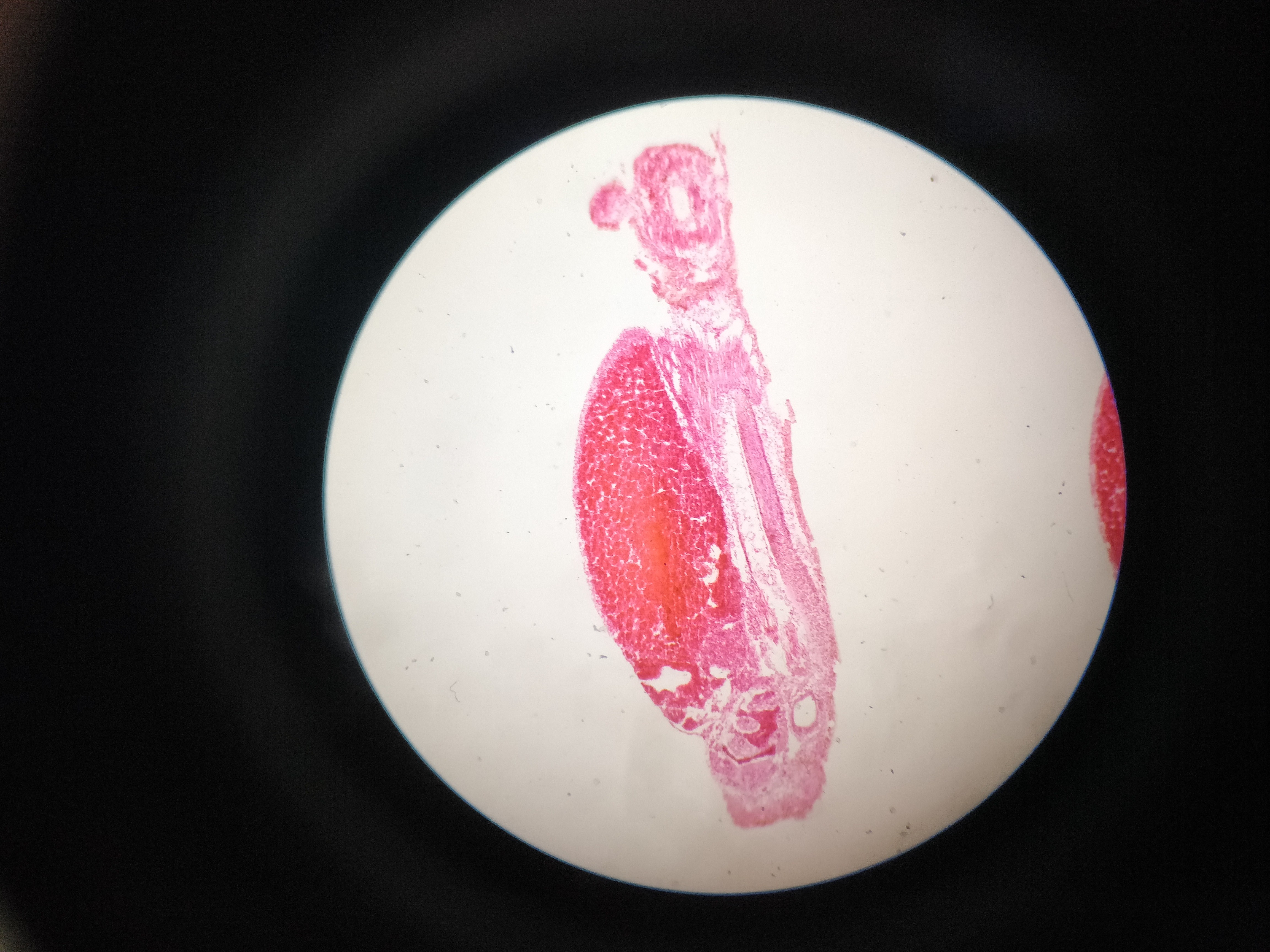 蛙囊胚晚期切片图片