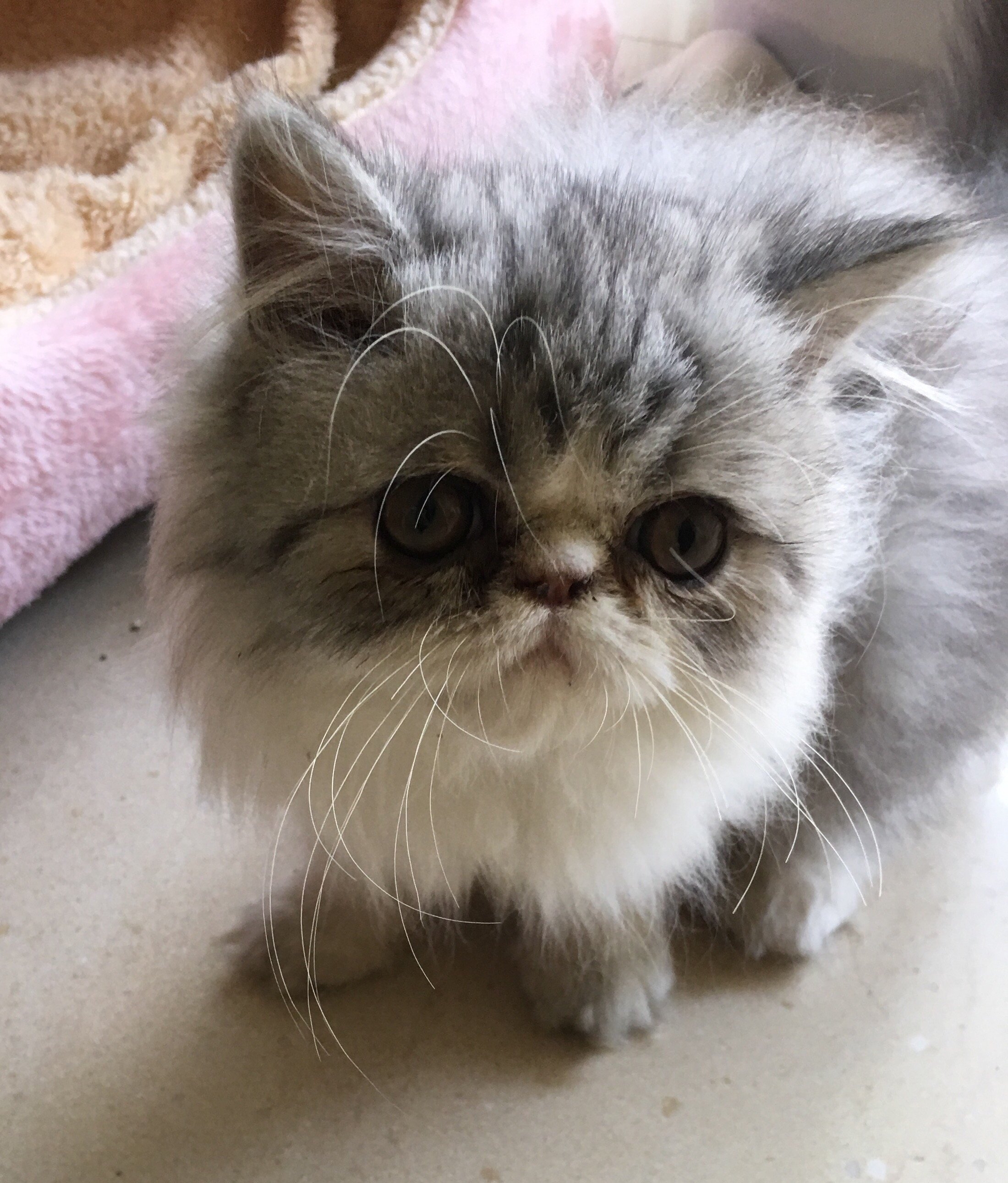 无辜的小眼神儿