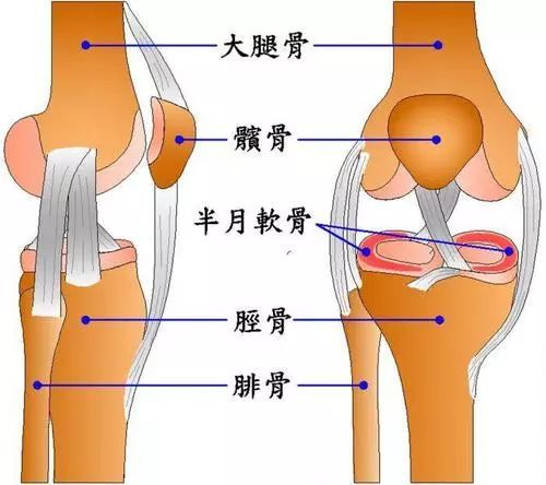 在平常的日子里,臀大肌 阔筋膜张肌通过髂胫束连接到膝盖,我们则通过