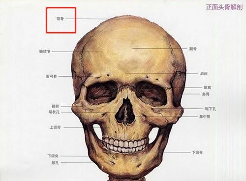 额骨的位置图片