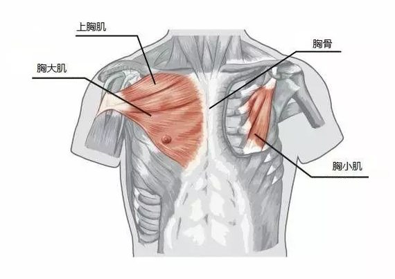 胸锁骨位置图片