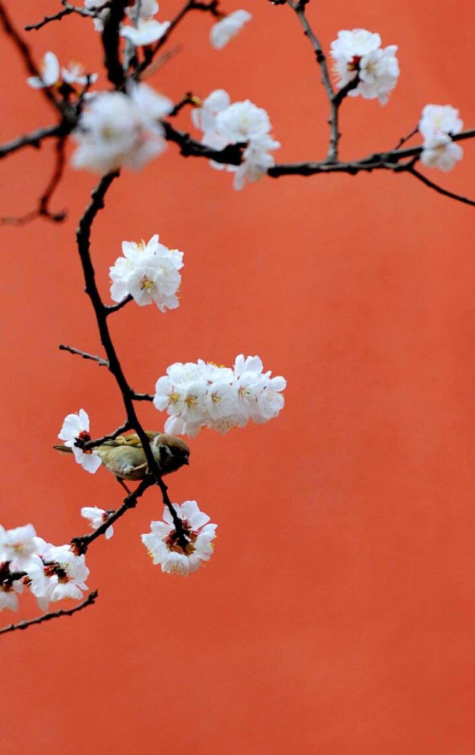 手机掏出来的珍藏图片,学习大神!