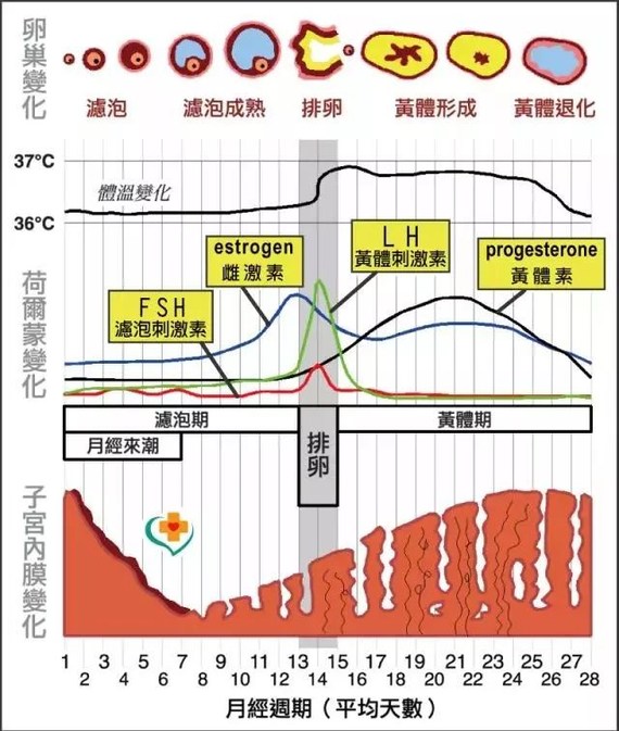 看图就知道,基础体温升高和黄体期是基本重叠的,体温升高的时候,避免