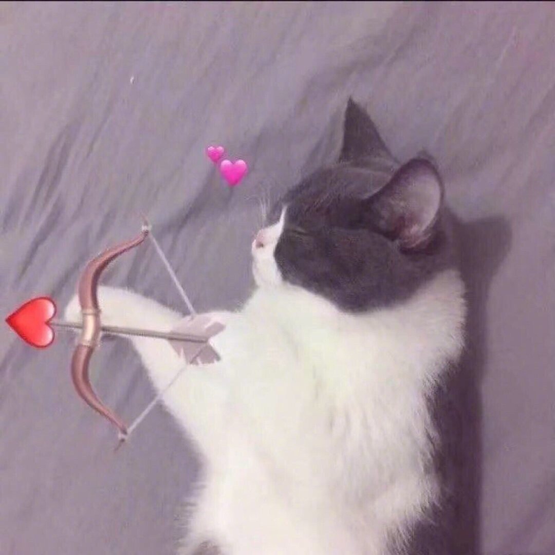 沙雕猫咪情头代表你和我喵