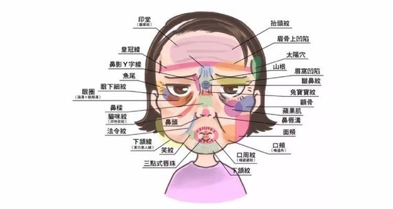 人体脸部结构图解大全图片