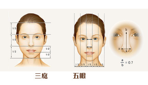 某艺用解剖学资料中的比例