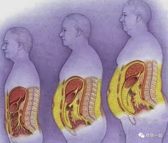 尤其是爱吃油腻食品的仙女,很容易跟内脏脂肪锁定.