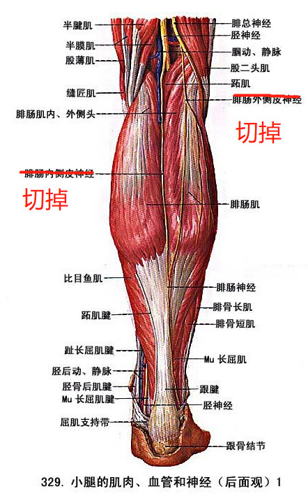小腿三头肌解剖图图片
