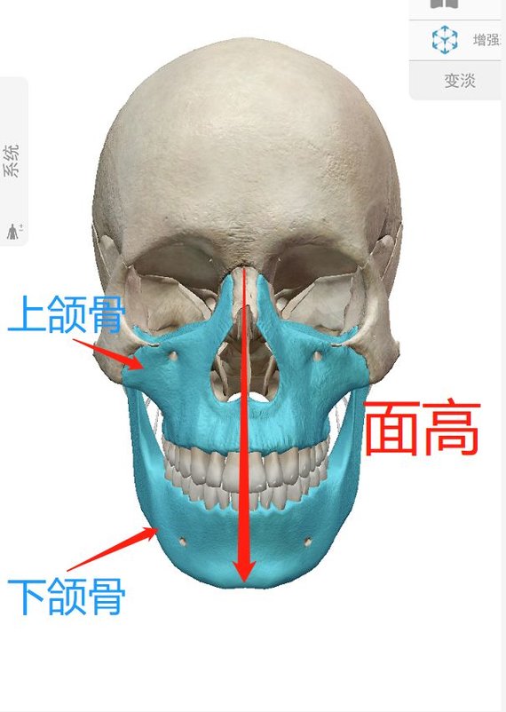 羊说的框架,总得来说就是人体构成的支架,于是包括了 面部和身体的