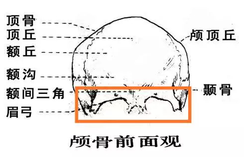 眉弓结构图图片