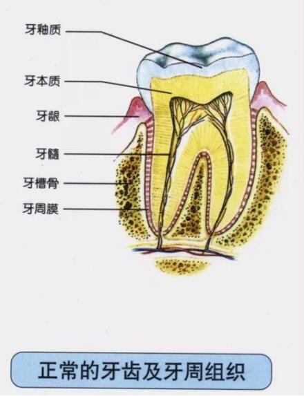 牙纵断磨片手绘图图片