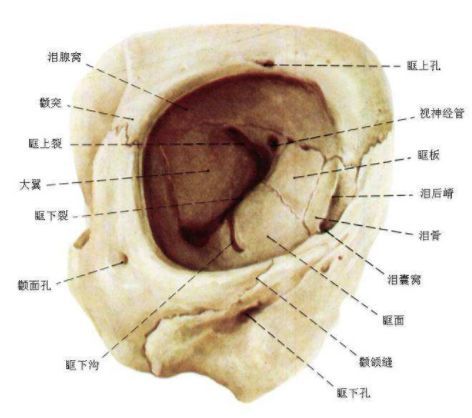 成人眼眶容积为25~28ml,眼眶口水平长度40mm,垂直长度35mm,深度40