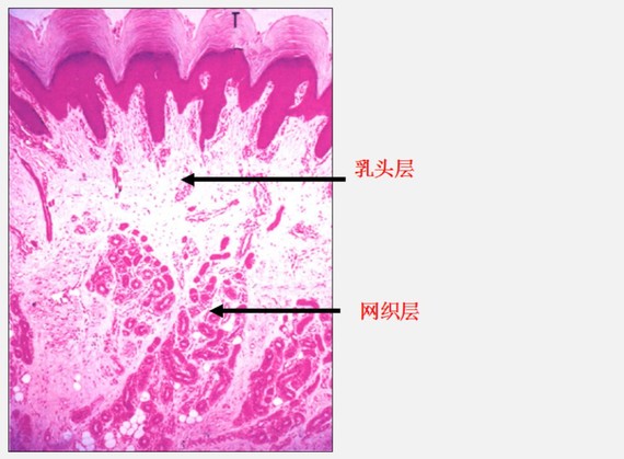 但真皮层没这么复杂,通常只分为:浅在的乳头层,深部的网状层.