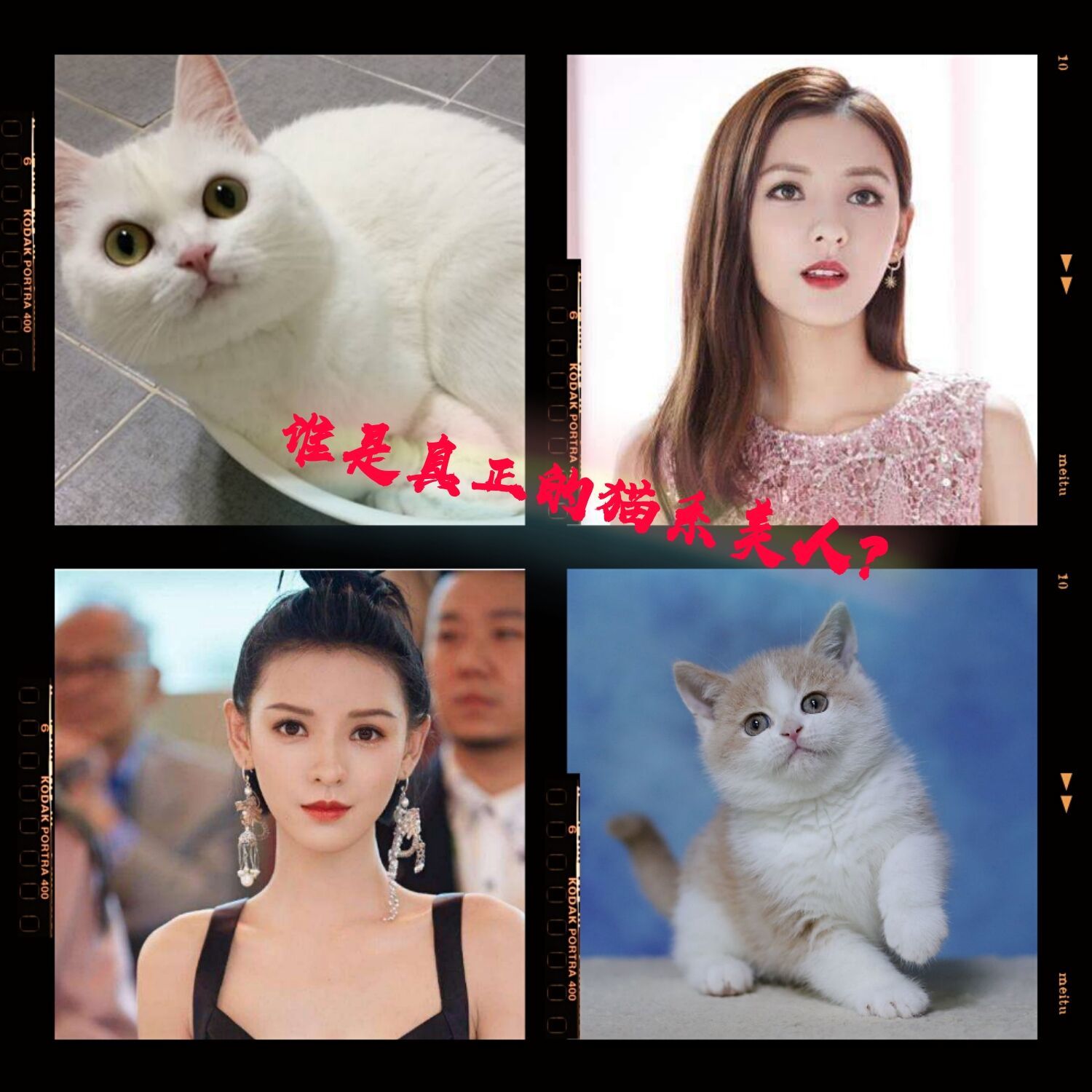 营销号又来吹杨幂了 她是猫系美人吗 新氧美容整形