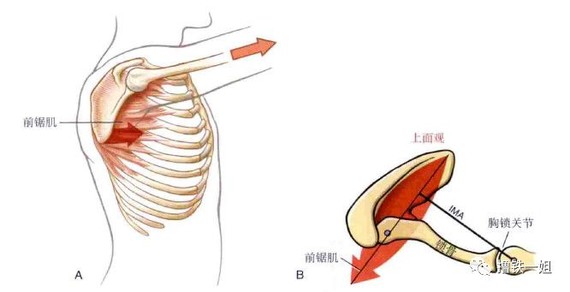 把概念拿过来解释翼状肩胛,首先是使肩胛骨上回旋 前引的前锯肌过度