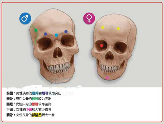 如8915图所示,男性和女性的颅骨在眉弓,额骨,颞骨,下颌等部位都不