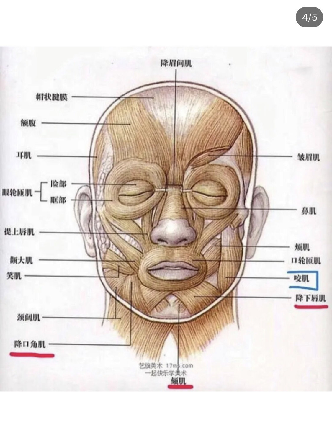 瘦脸针即a型肉毒素针剂