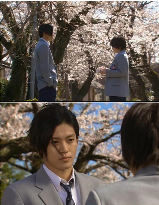 很多日剧中都有樱花的场景,《一吻定情》都唤醒了无数少女(和阿仪们