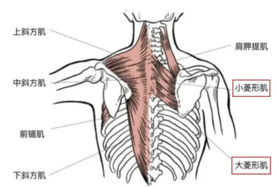 而和其相互对抗的负责肩胛骨下回旋 内收 上提的菱形肌也同样薄弱