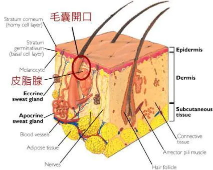 皮脂腺在皮肤哪一层图片