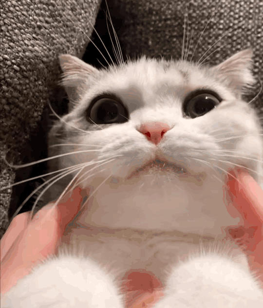 比如范文芳,林湘萍,郑秀珍,陈秀丽,每一个拉出来都有童年滤镜!