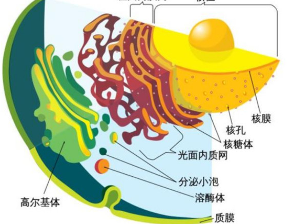 行业趣谈停止服用nmn的身体反应原来是这样nmn的功效与作用是真的吗